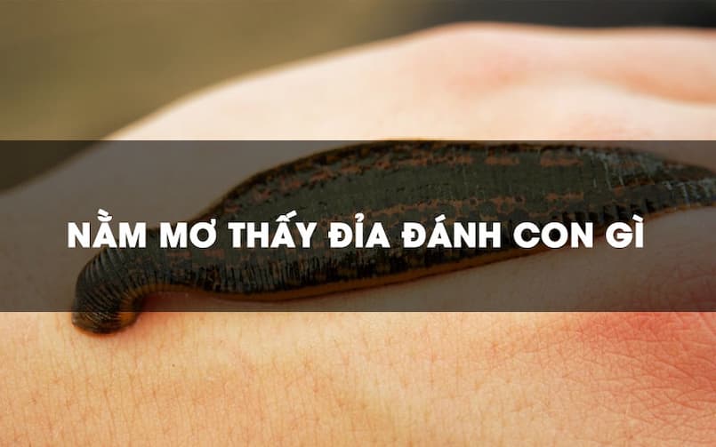 Chiêm bao thấy con đỉa thì nên đánh lô con gì hợp lý?