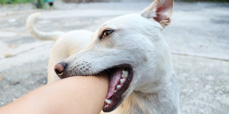 Nằm mơ thấy chó cắn người